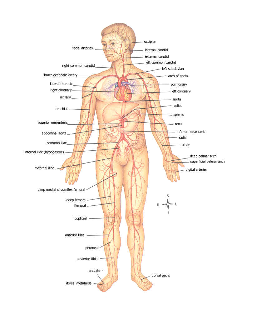 Human Body Diagram Labeled Human Anatomy